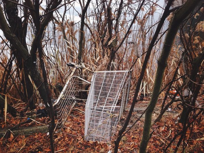 Shopping cart in a forest