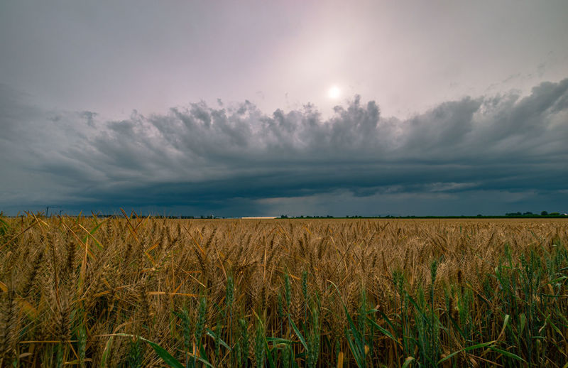 Arcus cloud of a thunderstorm over wheat fields