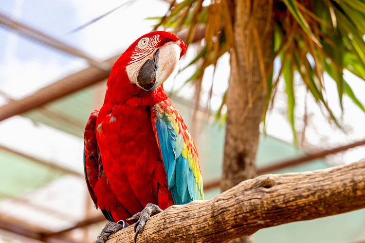 Low angle view of macaw perching on branch 