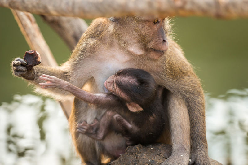 Infant monkey reaching for food in mother's hand