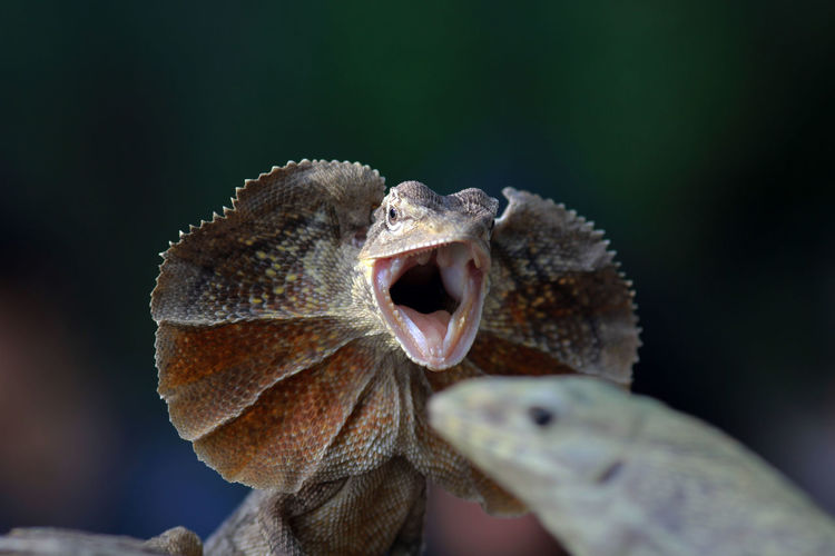 Close-up of a turtle