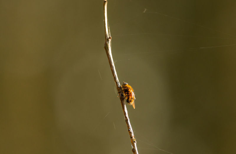 Close-up of insect on twig