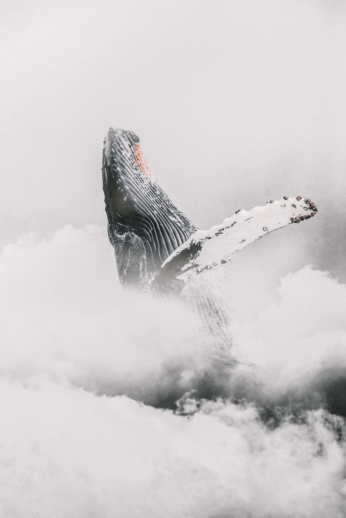 Whale diving in sea during foggy weather