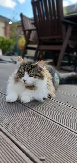 Portrait of cat resting on seat
