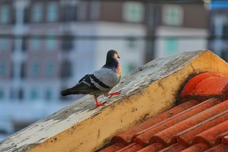 Close-up of pigeon perching on a wall
