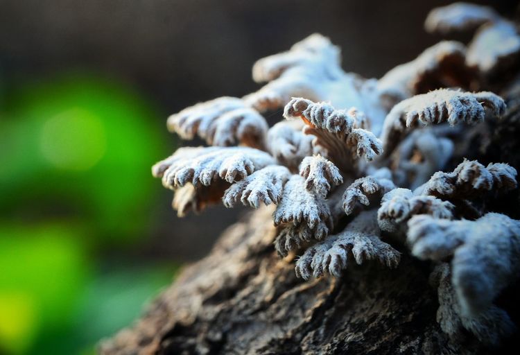 Close-up of mushrooms growing on tree trunk