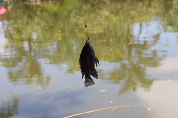 Fish hanging on hook over lake