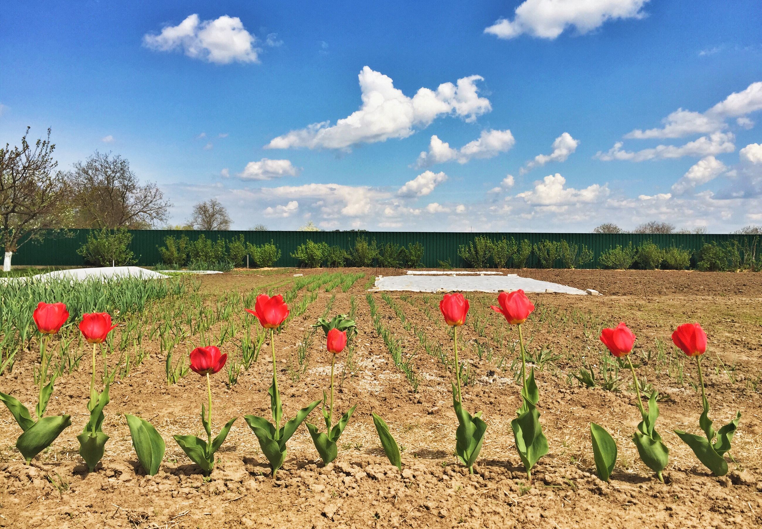flower, growth, sky, field, red, beauty in nature, freshness, plant, nature, cloud - sky, tranquility, rural scene, agriculture, landscape, fragility, tulip, tranquil scene, petal, day, abundance