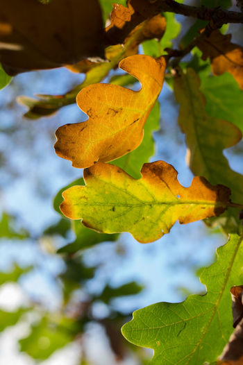 Close-up of leaves on tree trunk