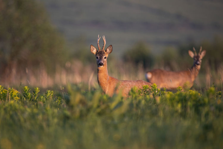 Deer on grassy field