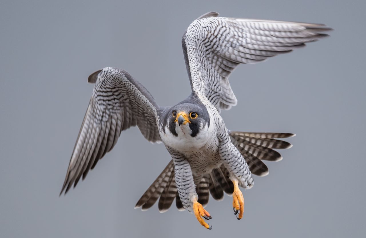 50 Peregrine Falcon Pictures Hd Download Authentic Images