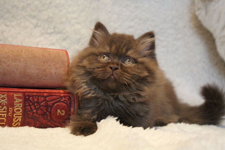 British longhair cat sitting by books at home
