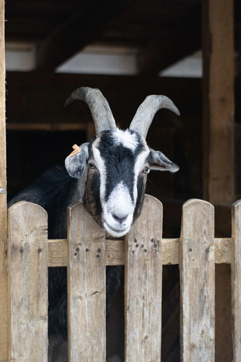 Portrait of goat by fence