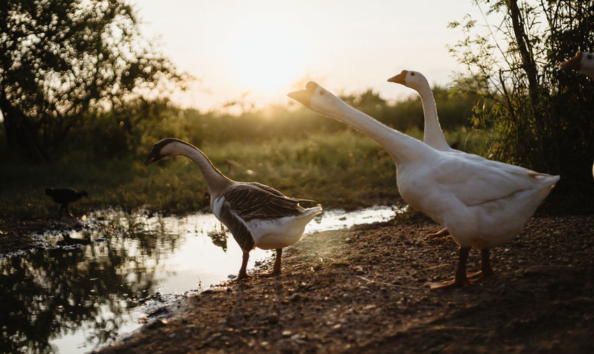 White goose family walking in lake