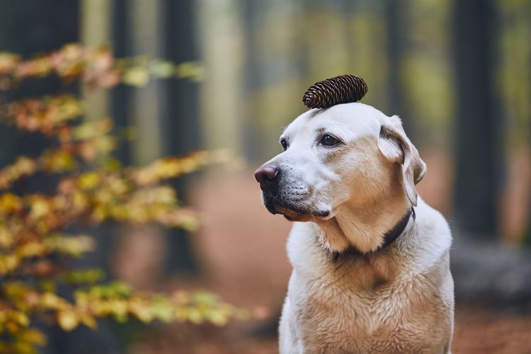 Dog with pine cone looking away in forest during autumn