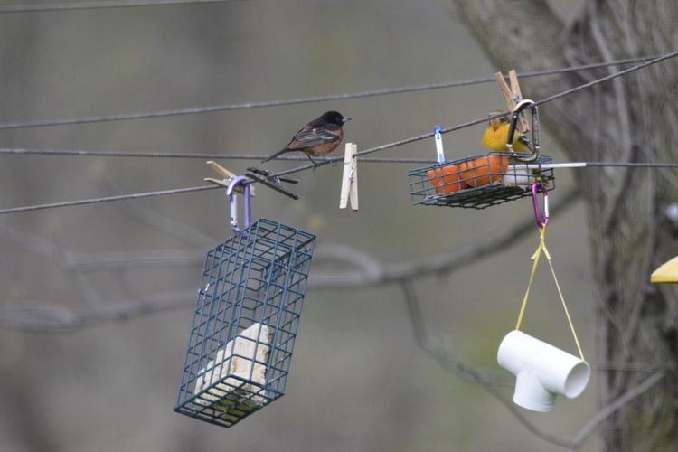 Close-up of birds perching on cable