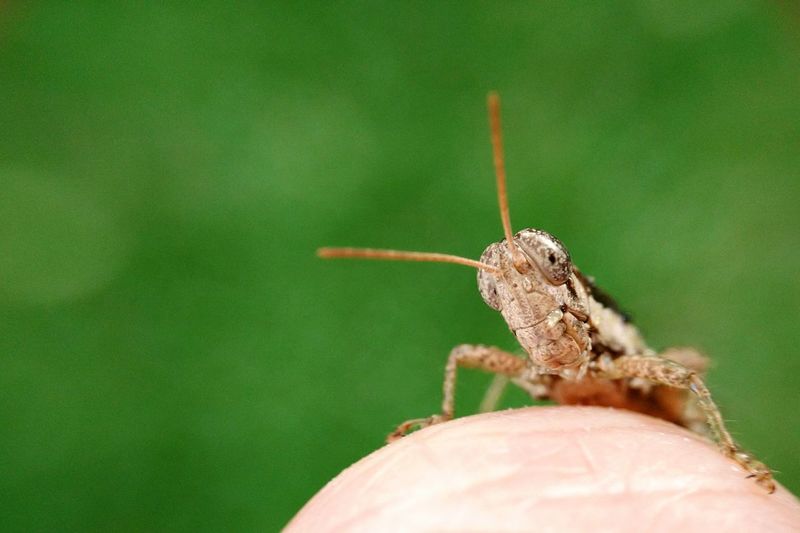 Close-up of grasshopper on finger at park