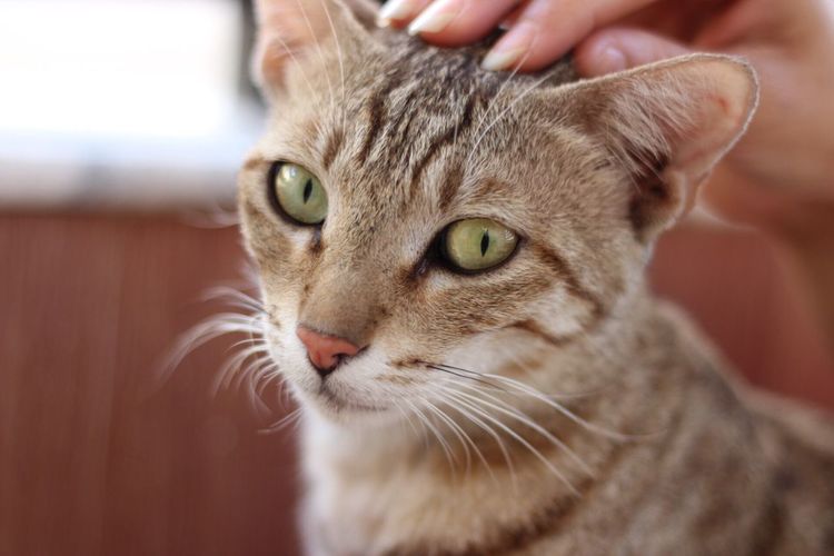 Close-up of cat with hand
