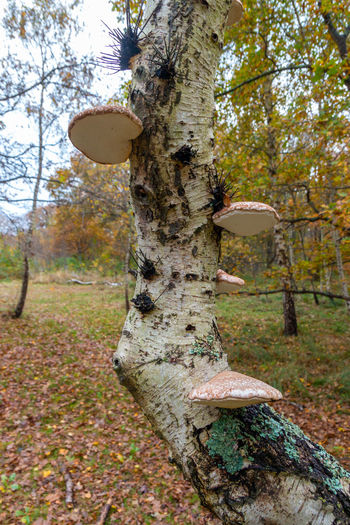 Mushroom growing on tree trunk in forest during autumn