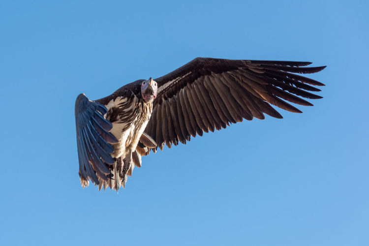 Lappet-faced vulture flying against clear blue sky