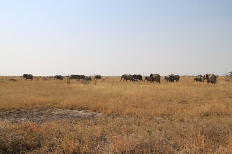 Elephants walking on field against clear sky