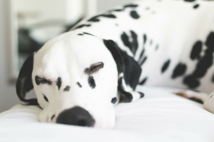 Close-up of dalmatian dog sleeping on bed
