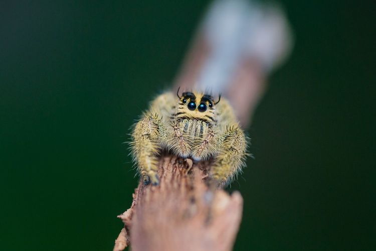 Close-up of spider on hand