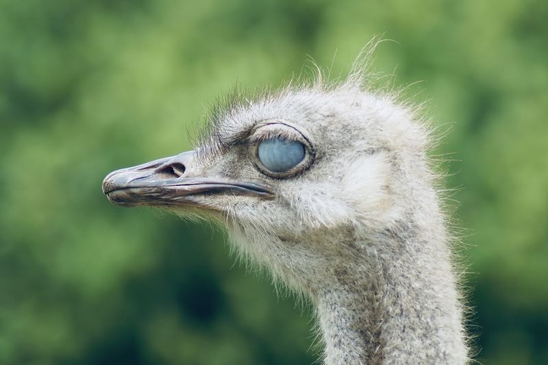 Close-up of a bird blinking