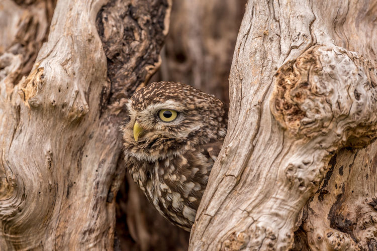 Close-up of owl perching on tree trunk