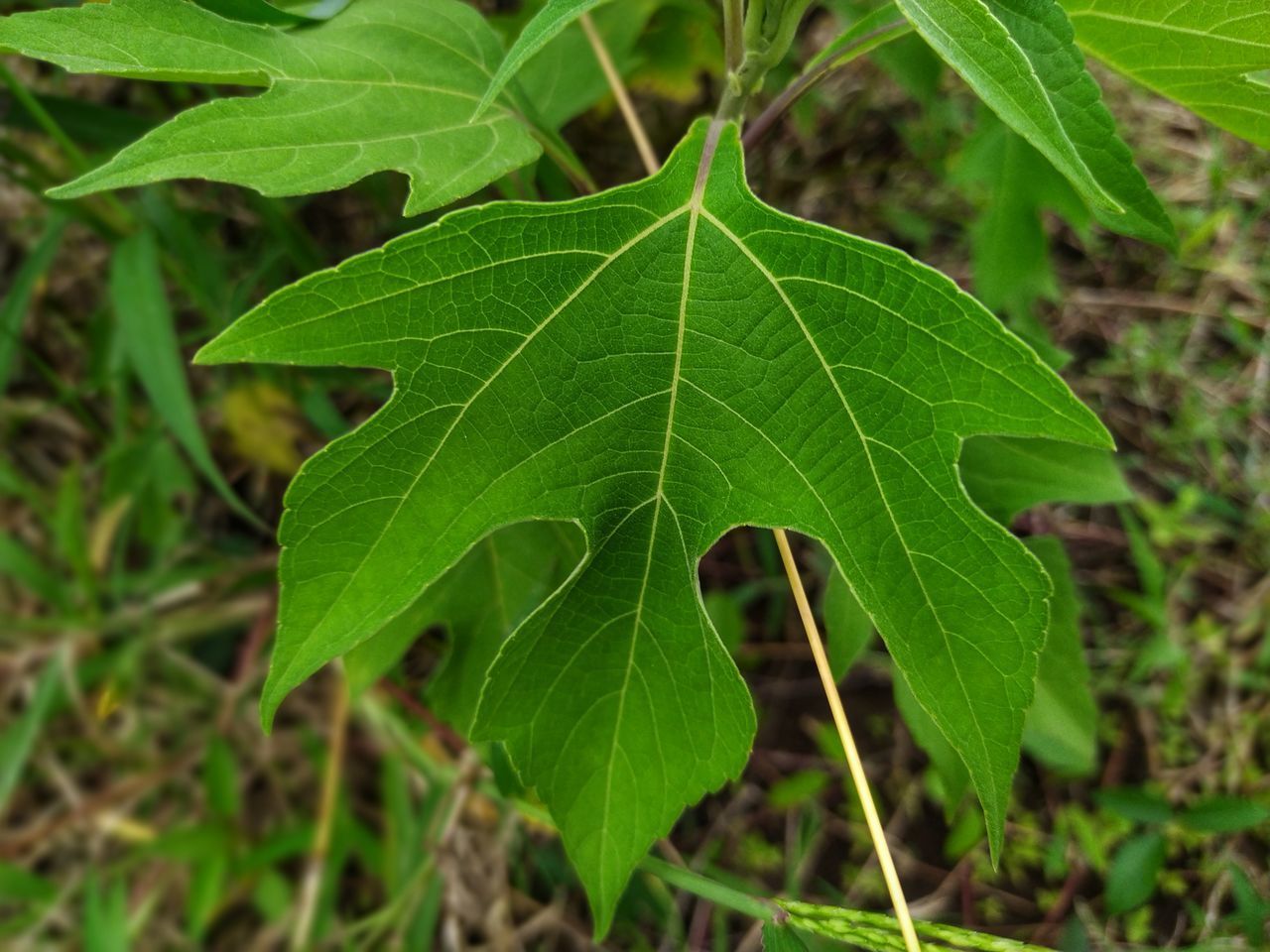 HIGH ANGLE VIEW OF FRESH GREEN LEAF ON LAND