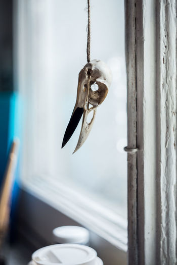Close-up of bird hanging on window