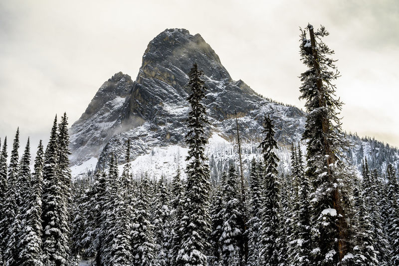 Beautiful mountain peak with snow covered trees