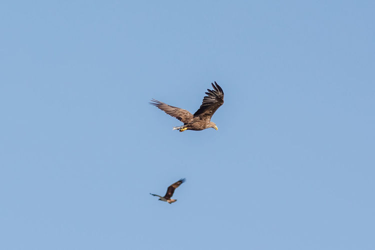 Low angle view of eagle flying in sky