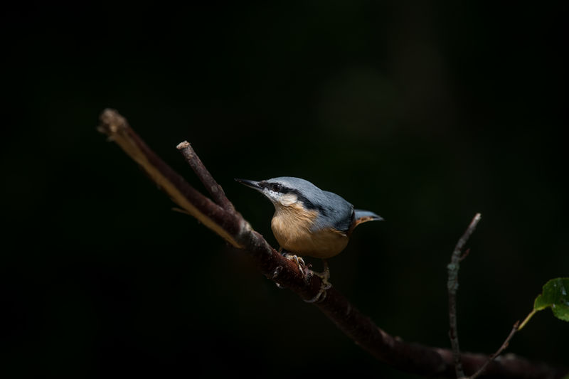 Close-up of bird perching on twig - nuthatch