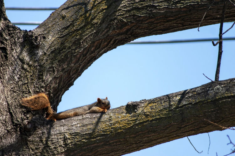 Low angle view of squirrel on tree against clear sky