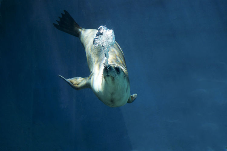 Seal swimming underwater in an aquarium in blue water dappled with sunlight is blowing bubbles.