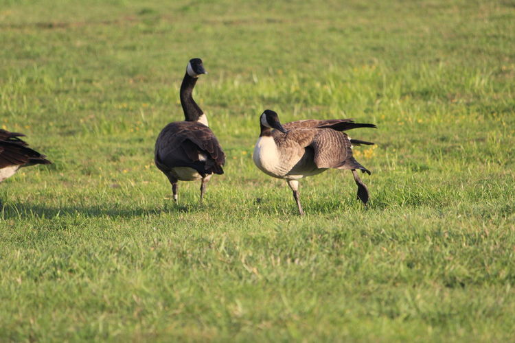 Ducks walking on grassy field