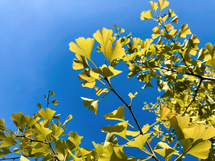 Low angle view of tree against sky