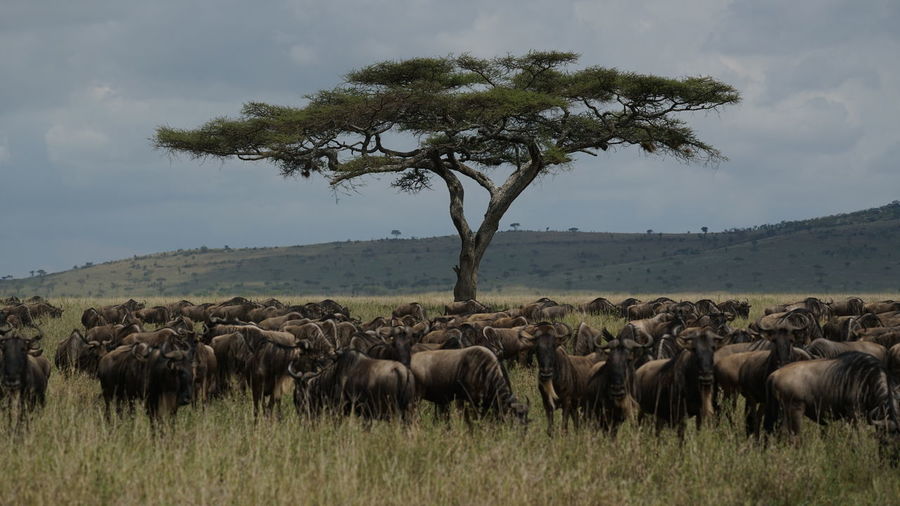Wildebeests walking on grassy land