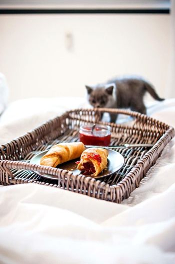 Close-up of cat kitten standing against croissant food