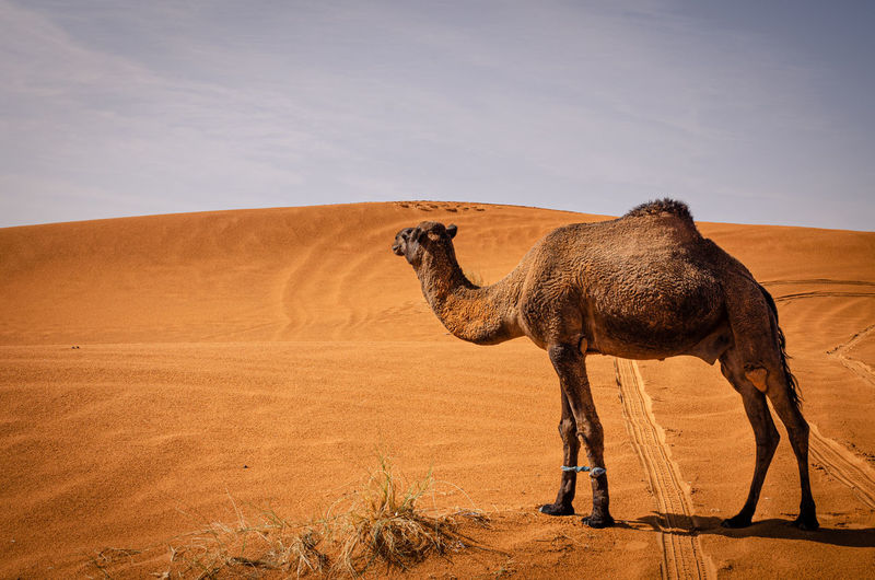 View of giraffe in desert