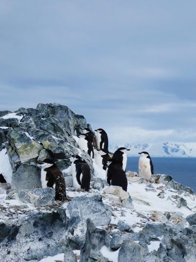 View of chinstrap penguins on rock against sky in antarctica