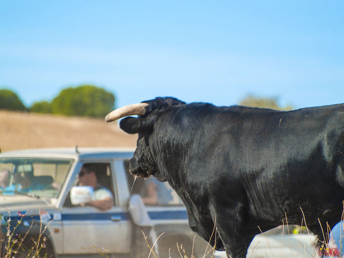 Close-up of cow on car against sky