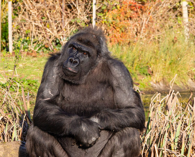 Portrait of gorilla sitting outdoors