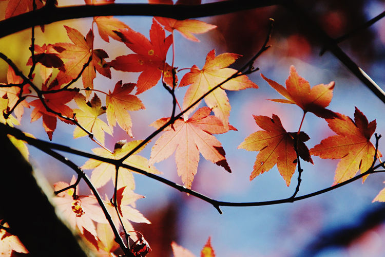 Close-up of maple leaves against sky