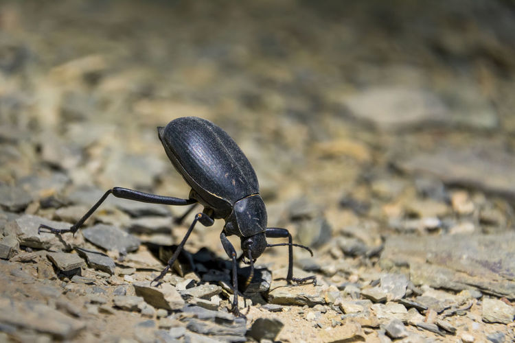 Calosoma maderae is a species of ground beetle in the subfamily carabinae,