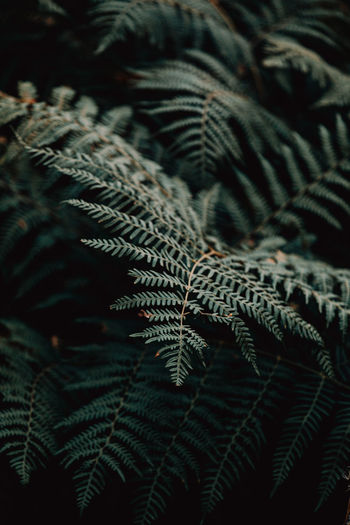 Close-up of fern
