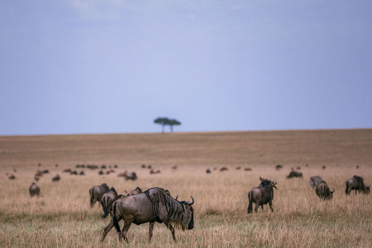 Wildebeest grazing at the maasai mara national reserve park in narok county,kenya