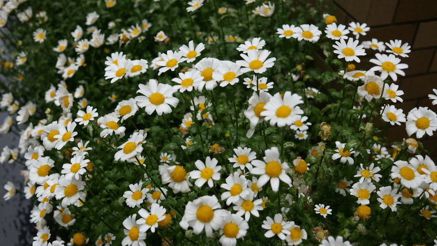 Close-up of white daisy flowers on field