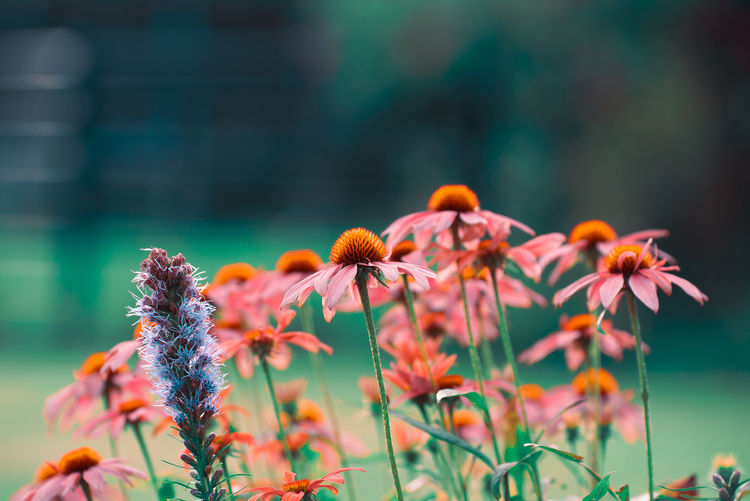 Close-up of orange flowering plant